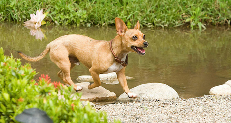 Beverly Hills Chihuahua