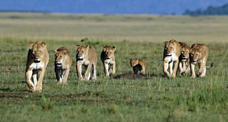 African Cats