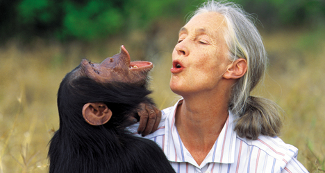 Jane Goodall – Chimpanzee