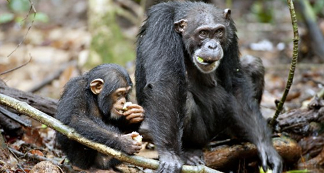 Chimpanzee