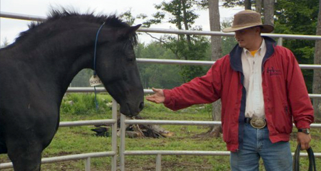 Wild Horse, Wild Ride